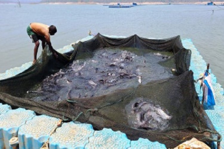 छत्तीसगढ़ में फिशरीज के नये युग की शुरूआत