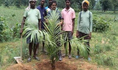 पॉम की खेती से किसानों को मिलेगा आय का स्थायी जरिया, प्रति हेक्टेयर प्रति वर्ष ढाई से 3 लाख रूपए की आमदनी