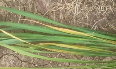 कृषि विज्ञान केन्द्र सुरगी द्वारा किसानों को दी गई समसामयिक सलाह