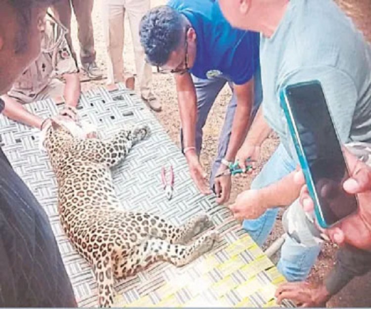 बालोद। जिले में ब्लॉक के कंकालिन गांव में सोमवार को एक बाड़ी के पास तेंदुआ जाल में फंसा मिला। वन विभाग की टीम सुबह करीब 11:30 बजे तेंदुए को ...