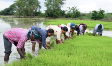 धमतरी की स्वर्णिम कृषि यात्रा : आत्मनिर्भरता और समृद्धि के 25 वर्ष