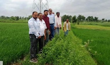 रायपुर : विक्रम टीसीआर : कम अवधि और कम पानी में ज्यादा उपज देने वाली धान की किस्म