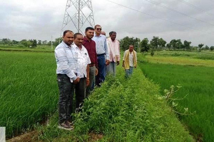 रायपुर : विक्रम टीसीआर : कम अवधि और कम पानी में ज्यादा उपज देने वाली धान की किस्म