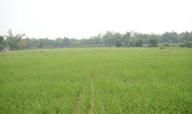 कोरबा : विशेष लेख : छत्तीसगढ़ रजत महोत्सव : 25 वर्षों की गौरवशाली कृषि यात्रा’