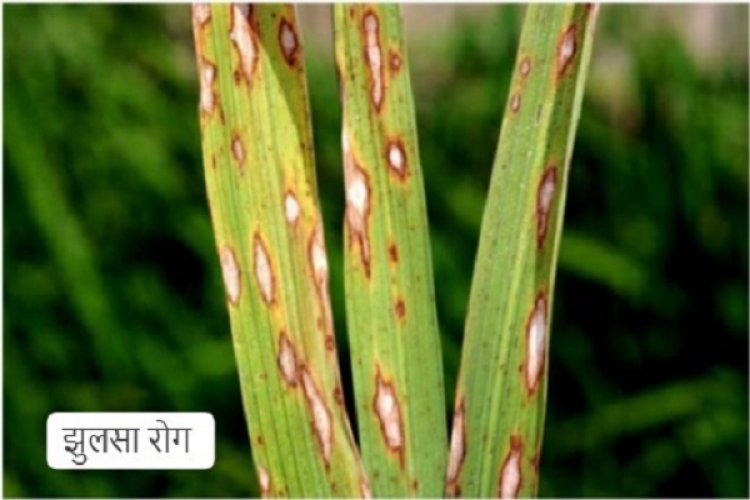 रायपुर : धान की फसलों में रोग व कीट प्रकोप से बचाव के लिए कृषि विशेषज्ञों ने दी सलाह