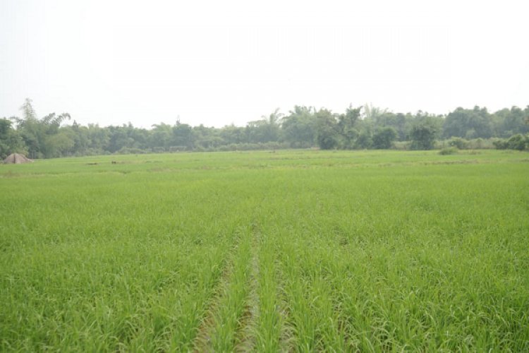 कोरबा : विशेष लेख : छत्तीसगढ़ रजत महोत्सव : 25 वर्षों की गौरवशाली कृषि यात्रा’