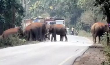 जंगल से निकलकर रोड पर पहुंचे 25 हाथी, कई गांवों में अलर्ट