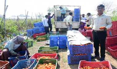 रायपुर : टमाटर की खेती से किसान बन रहे आत्मनिर्भर