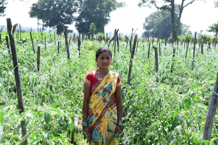 रायपुर : बिहान योजना से आत्मनिर्भरता की मिसाल बनीं शकुन्तला शार्दुल : सुक्ष्म सिंचाई के साधन का उपयोग कर आय बढ़ा रही है