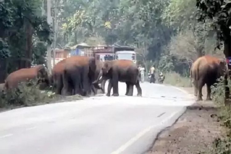 जंगल से निकलकर रोड पर पहुंचे 25 हाथी, कई गांवों में अलर्ट