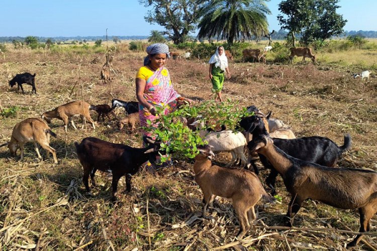 रायपुर : गरीबी को मात देकर आत्मनिर्भर बनी बुटकी