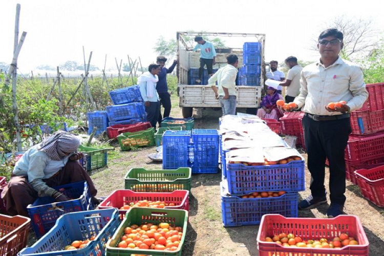रायपुर : टमाटर की खेती से किसान बन रहे आत्मनिर्भर