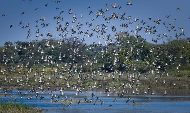 रायपुर : छत्तीसगढ़ का पहला रामसर साइट बना कोपरा जलाशय