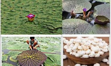 सीएम साय के प्रयास से छत्तीसगढ़ मखाना बोर्ड में शामिल, खेती को मिलेगा प्रोत्साहन