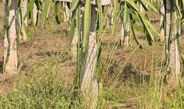 पारंपरिक खेती से आगे बढ़कर ड्रेगन फ्रूट की राह पर साहिल