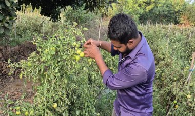 ग्राफ्टेड टमाटर की खेती से युवराज साहू को हो रहा दोगुना फायदा