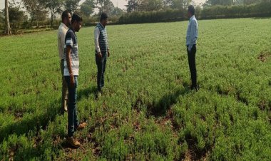 जल बचत से बढ़ी खुशहालीः रबी फसलों ने बदली धमतरी के किसानों की तस्वीर