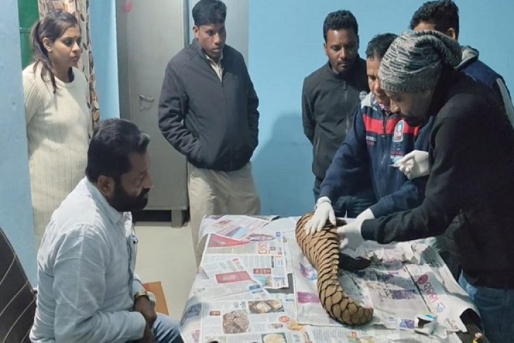 वन विभाग को बड़ी सफलता, अंतर्राज्यीय पेंगोलिन तस्कर गिरोह पकड़ा गया : एक जीवित पेंगोलिन बरामद