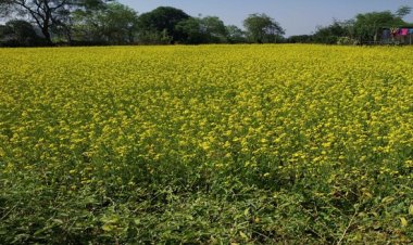 सरसों की खेती से आत्मनिर्भर बनीं बजरहीन बाई गोंड़