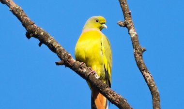 दुर्लभ ऑरेंज-ब्रेस्टेड ग्रीन-पिजन,बर्ड सर्वे के दौरान हुई विशेष फोटोग्राफी