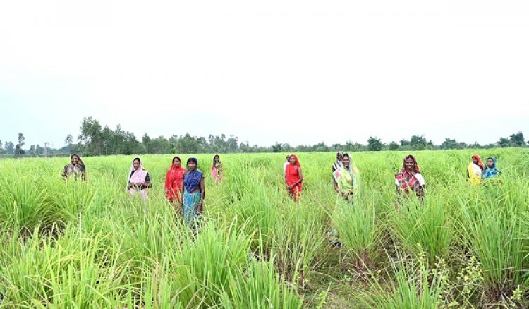 लेमनग्रास की खेती- किसानों के लिए कमाई का उत्तम विकल्प