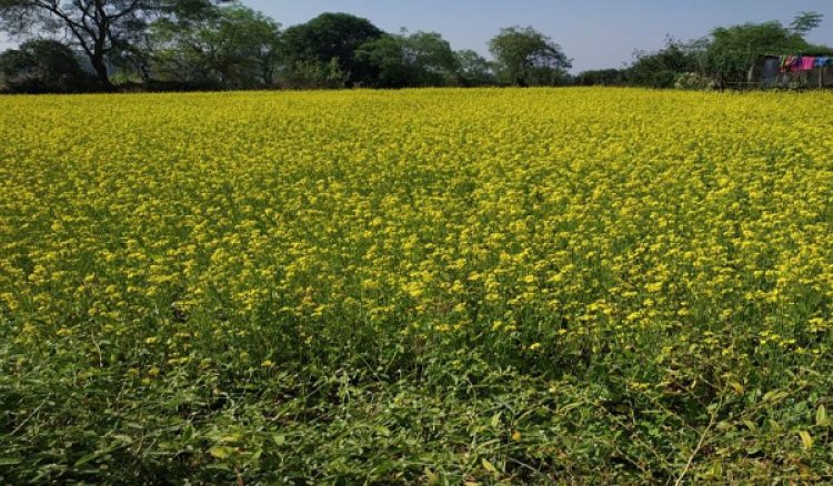 सरसों की खेती से आत्मनिर्भर बनीं बजरहीन बाई गोंड़