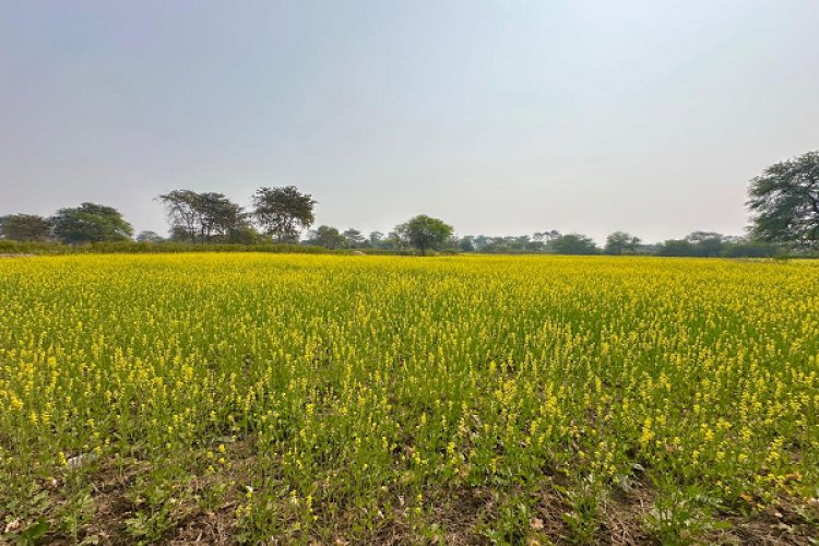 फसलचक्र परिवर्तन से जल संरक्षण और कृषि समृद्धि की नई पहचान बन रहा धमतरी
