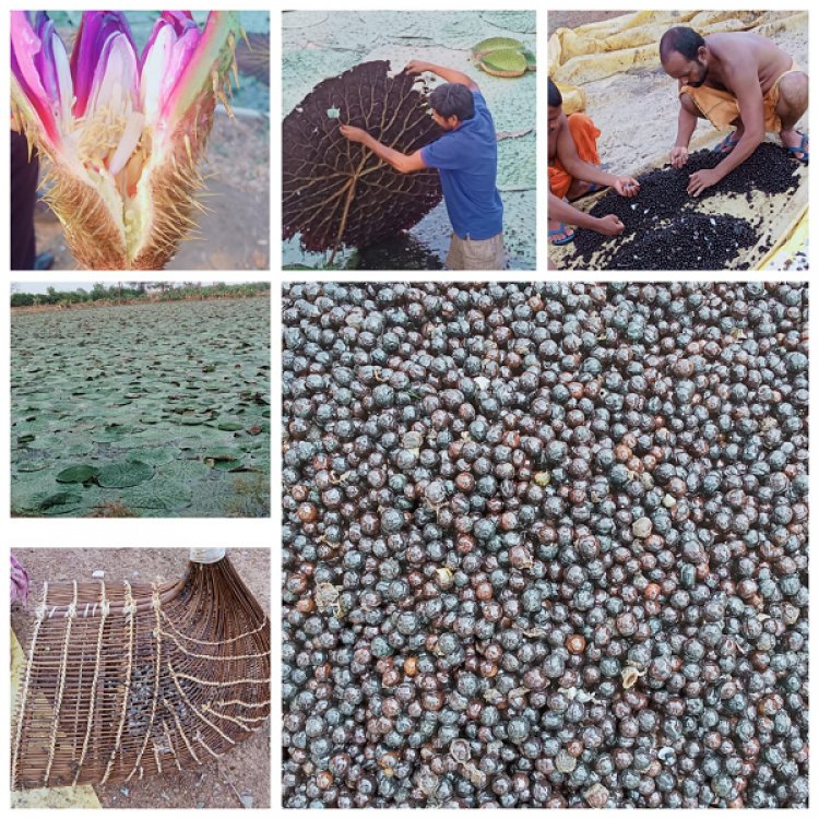 स्पेशल स्टोरी : छत्तीसगढ़ में मखाना उत्पादन को प्रोत्साहन