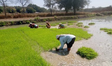 धान के साथ वैकल्पिक फसलों की ओर बढ़ते धमतरी के किसान, रागी की खेती में बढ़ी भागीदारी