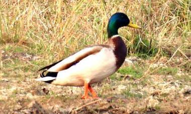 गिधवा टैंक में प्रवासी मल्लार्ड का आगमन, बढ़ी क्षेत्र की पहचान