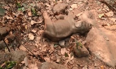 रायगढ़ के जंगल में मिला हाथी शावक का शव, वन विभाग में हड़कंप