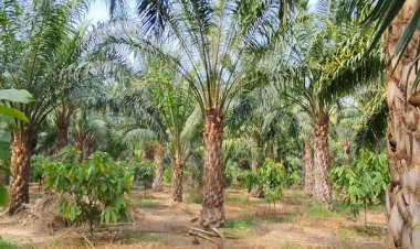 एक एकड़ में सवा लाख रुपए का मुनाफा देने वाला पाम ऑयल की खेती