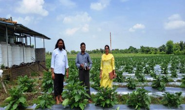 ग्राफ्टेड बैगन से 16 लाख रूपए की आमदनी