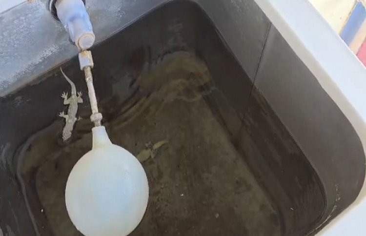 जिला अस्पताल के वाटर कूलर में मरी छिपकलियां मिलने से हड़कंप