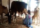 बिहान से बदली जिंदगी: गुंजवती पेगड़ बनीं “लखपति दीदी”