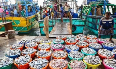 समुद्री खाद्य निर्यात में भारत ने बनाया रिकॉर्ड, 72 हजार करोड़ के पार पहुंचा आंकड़ा