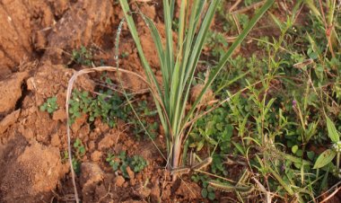 लेमनग्रास -किसानों के लिए कम पानी में ज्यादा कमाई का साधन