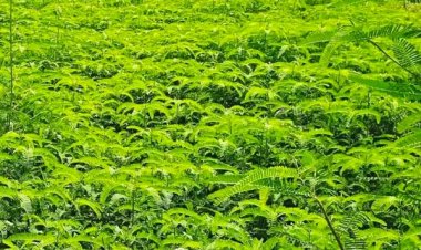 हरी खाद और नील-हरित काई से खेती को मिलेगी नई दिशा