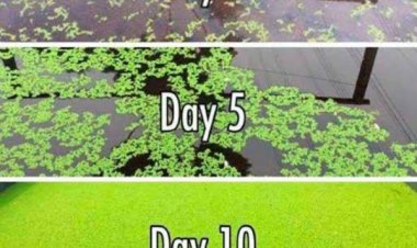 धान फसल के लिए सस्ता, टिकाऊ और प्रभावी जैविक उर्वरक