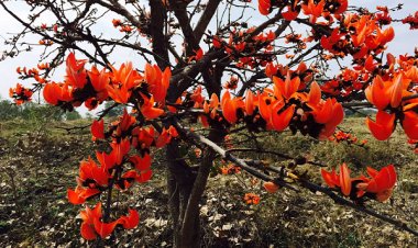 पलाश फूल से बढ़ती आजीविका और समृद्धि