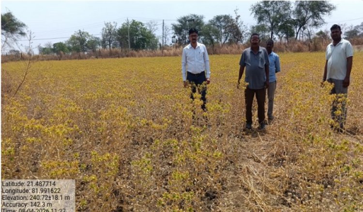 कुसुम की खेती बनी लाभ का सौदा