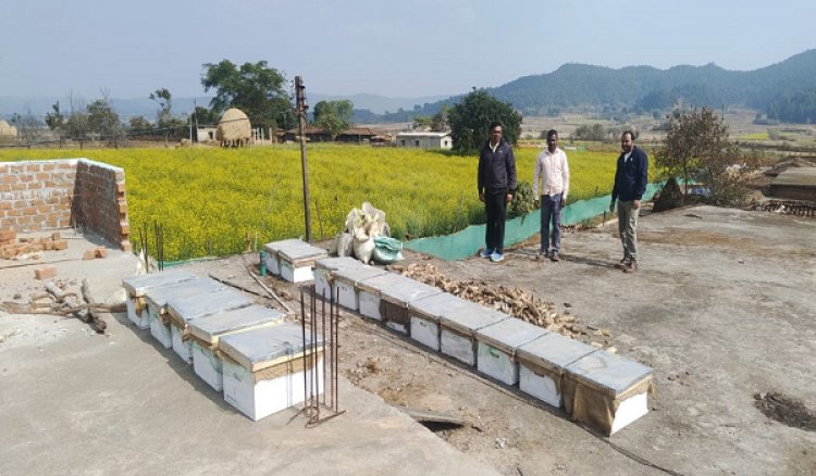 मधुमक्खी पालन: कम लागत में ज्यादा मुनाफे का बेहतर विकल्प