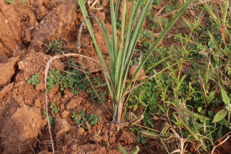 लेमनग्रास -किसानों के लिए कम पानी में ज्यादा कमाई का साधन