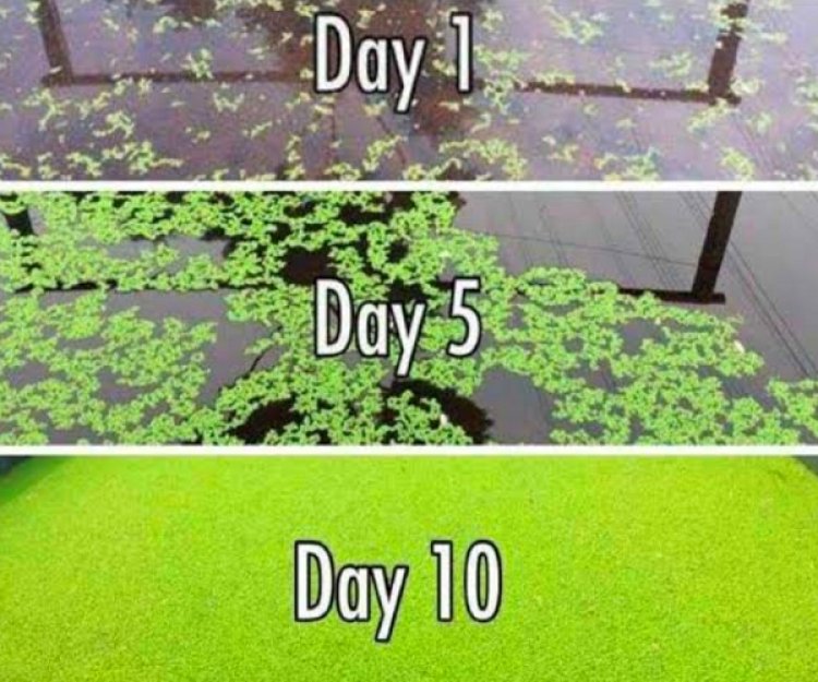 धान फसल के लिए सस्ता, टिकाऊ और प्रभावी जैविक उर्वरक