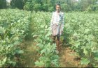 कृषि में नवाचार की मिसाल - ग्राफ्टेड बैगन की खेती से लाखों की आय अर्जित कर रहे कृषक नवीन