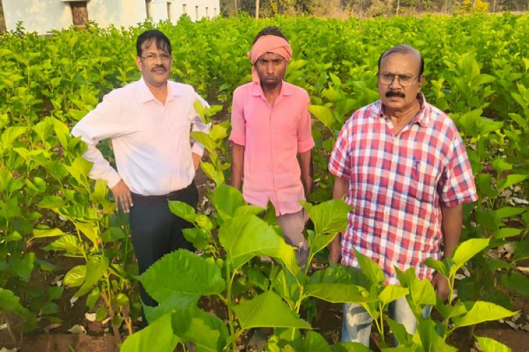 धमतरी में रेशम की चमक: 'सिल्क समग्र-2' से संवर रही ग्रामीणों की तकदीर, किसान बन रहे आत्मनिर्भर