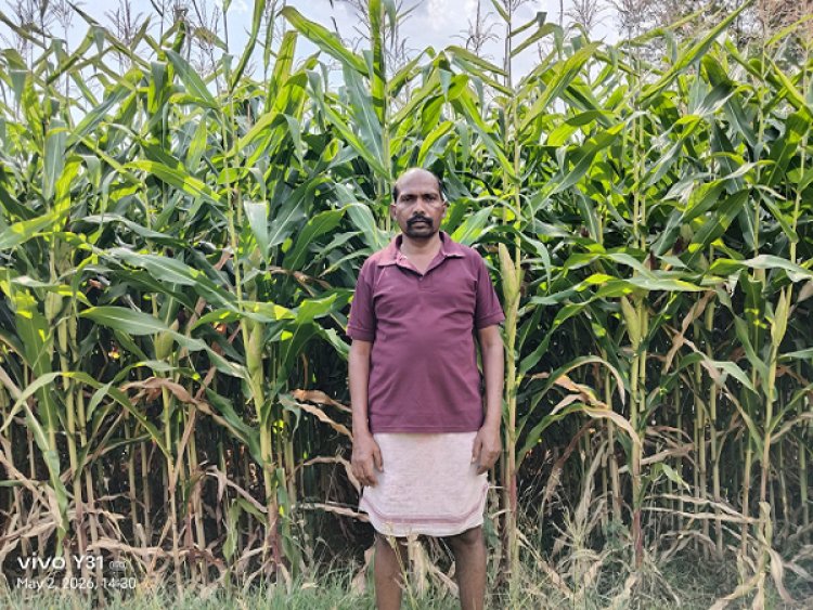 ग्रीष्मकालीन धान के स्थान पर दलहन और मक्का को अपना रहे सरगुजा के किसान