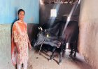 उन्नत नस्ल की गायों ने बदली सरस्वती पैंकरा की जिंदगी, बनीं आत्मनिर्भरता की मिसाल
