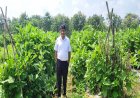 ग्राफ्टेड बैंगन की खेती से बदली किसान की तकदीर