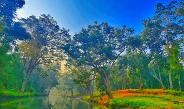 विशेष लेख : विश्व पर्यावरण दिवस 2026 : हरित विकास, जल संरक्षण और जनभागीदारी से पर्यावरणीय समृद्धि की ओर बढ़ता छत्तीसगढ़